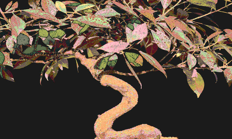 Pastel Bonsai, Artwork by Dean Uhlinger. 125@f8. Nikon P90. photoshop. In Nature, Vegetal, Tree, forest
