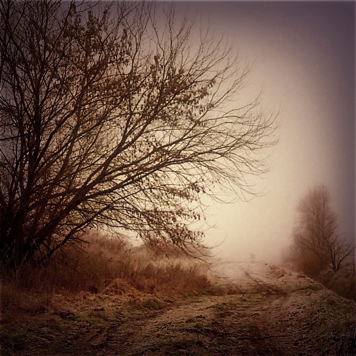 Winter Morning, photography by Ramona G. In Nature, Vegetal, Tree, forest
