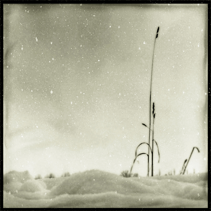 Untitled, photography by Ramona G. In Nature, Vegetal