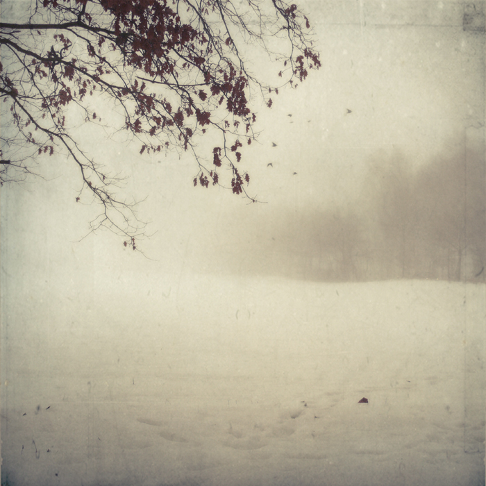 silent world, photography by Ramona G. In Nature, Vegetal, Tree, forest