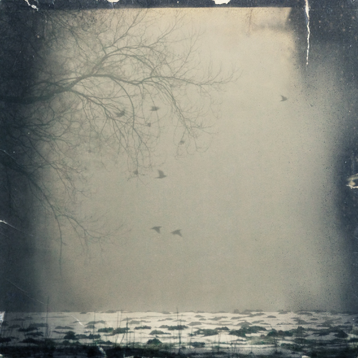 Winter Day, processing by Ramona G. In Nature, Vegetal, Tree, forest
