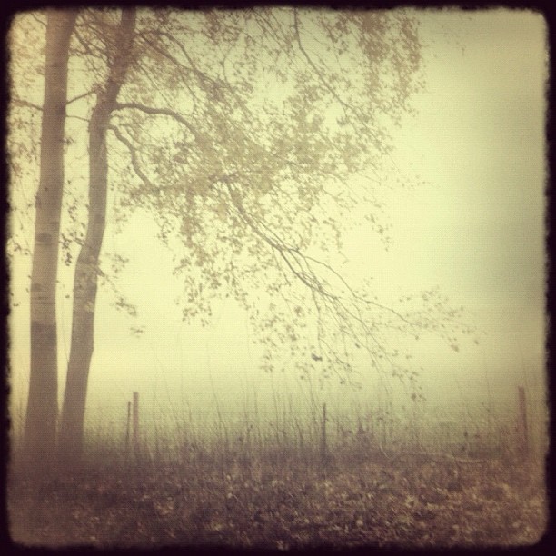 Early Morning, photography by Ramona G. In Nature, Vegetal, Tree, forest