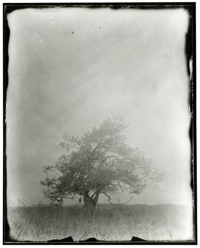 Untitled, photography by Koos Goris. Toyo 4x5". silver gelatine print from dry plate glass negative. In Nature, Vegetal, Tree, forest