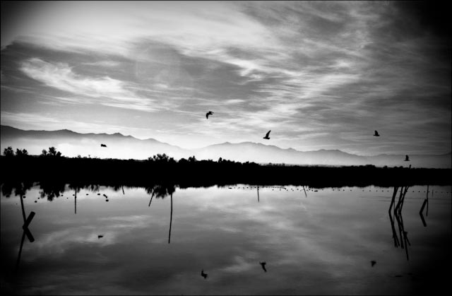 Birds, photography by Jose Barrachina. Canon AE1, Technical-Pan. Red filter. In Nature, Scenery, Waterscape