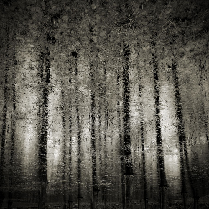 Mirror, photography by Fabrice Silly. Canon 40D. In Nature, Vegetal, Tree, forest