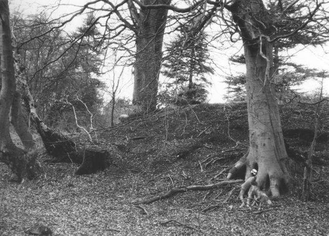 Things in Woods #2, photography by Darren Hepburn. In Nature, Vegetal, Tree, forest