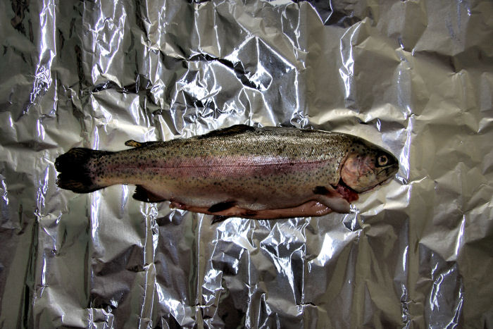 Fish #1, photography by Darren Hepburn