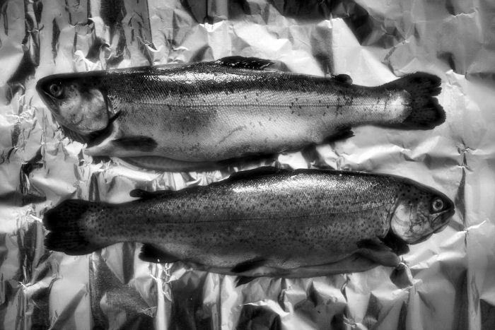 Fish #2, photography by Darren Hepburn