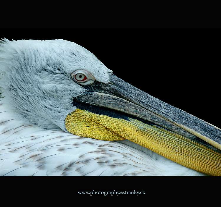 pelican I, photography by Jan Foltan. In Nature, Animal