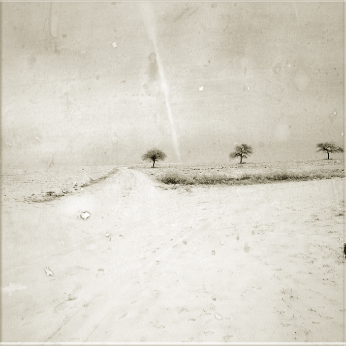 Three trees, photography by Joel Silly. Best wiches to you !. Canon 5D + 17-40. In Nature, Scenery, Countryside. Three trees, photography by Joel Silly. Image #177459