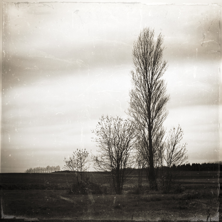 Families, photography by Joel Silly. canon 5D + H&eacute;lios 58mm. In Nature, Vegetal, Tree, forest