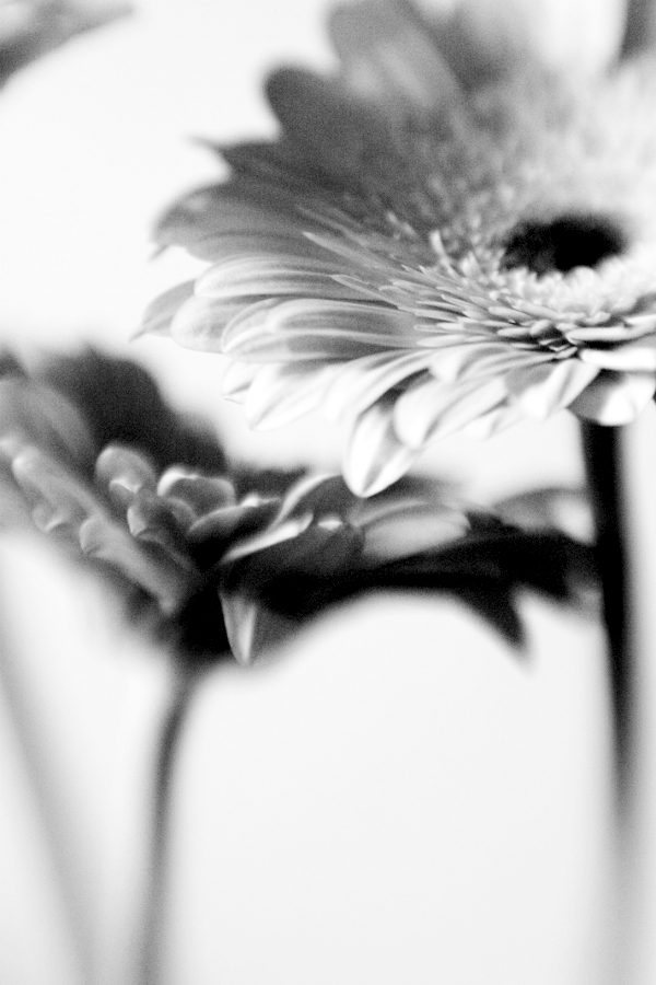 Sentinels, photography by Desmond Manny. In Nature, Vegetal
