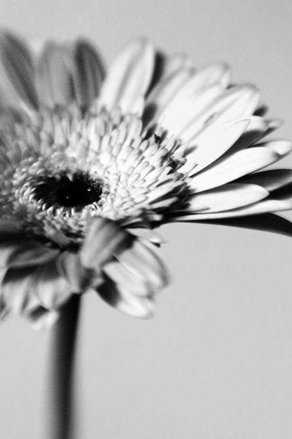 Damages, photography by Desmond Manny. In Nature, Vegetal
