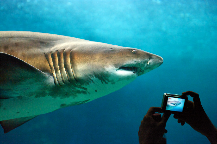 Just Photographing, photography by Oleg Smoliy