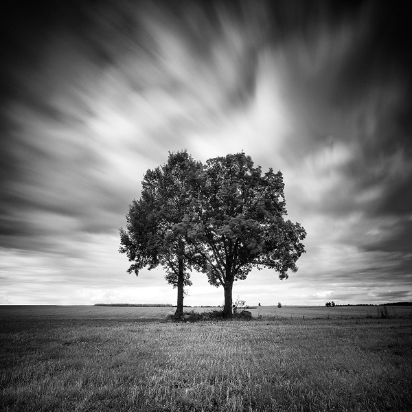 Permanent Connection, photography by Maciej Leszczynski. www.maciej-leszczynski.pl. In Nature, Vegetal, Tree, forest