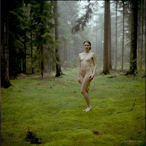 In a cold forest I by Steffen Drache