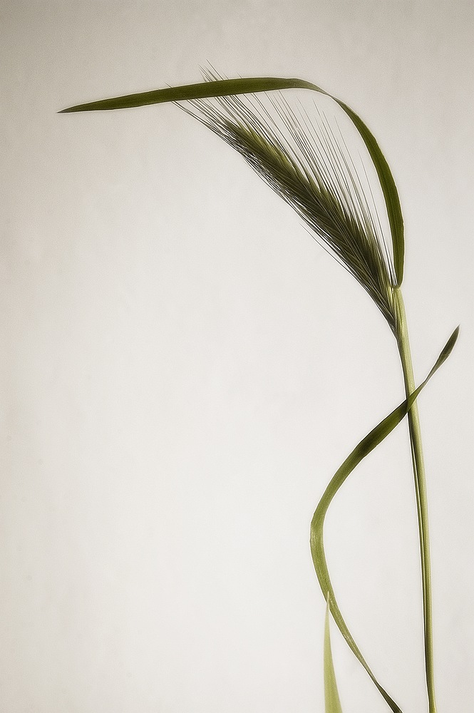 She said she was a dancer, photography by Luc Marg. In Object, Still life