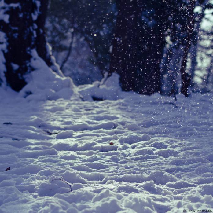 "And as the snow comes gently down
Its soul intent to reach the ground
To cover scars the world still feels
Perhaps to give them time to heal.
For as men invest in money
And professors in what they know
God invests in mercy
Like winter invests in snow."
(Trans-Siberian Orchestra - The wisdom of snow ). Canon 350D + Tamron 70-300mm. One Blissful Day, photography by Lucia Constantin. Image #281215