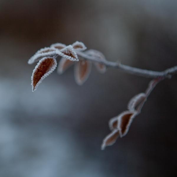 Givre, photography by Nicolas Hoizey. Rien de tel que se lever &agrave; l'aube pour saisir la nature p&eacute;trifi&eacute;e de froid en plein hiver.. Canon EOS 5D Mark II + Canon EF 24-70mm f/2.8 L USM. In Nature, Vegetal, Flower, plant
