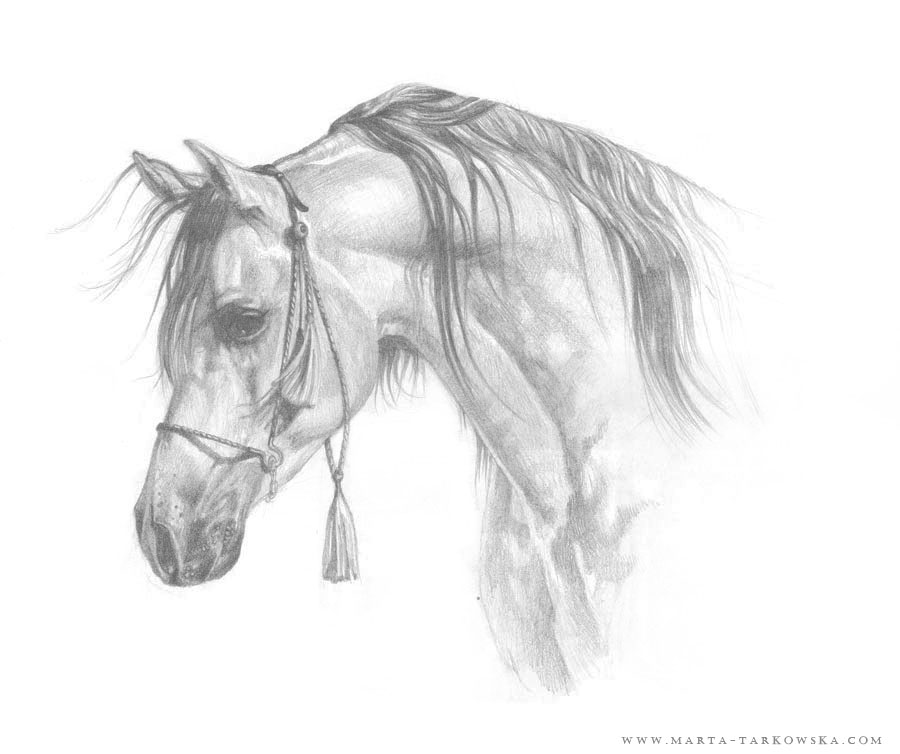 horses head drawing