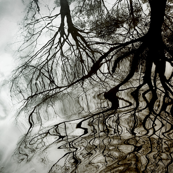 Puddle, photography by Fusyou Zen. In Nature, Vegetal, Tree, forest