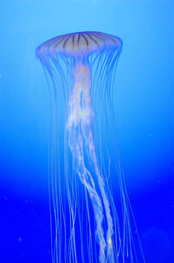 danse aquatique, photography by Masajista. PENTAX K20D. In Nature, Animal, Aquatic life