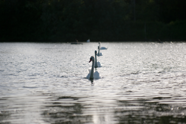 Le Lac Des Cygnes 1, photography by Masajista. K20D. In Nature, Animal, Bird