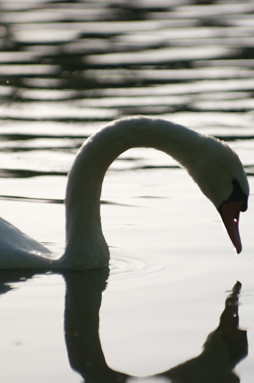 Le Lac Des Cygnes 2, photography by Masajista. K20D. In Nature, Animal, Bird