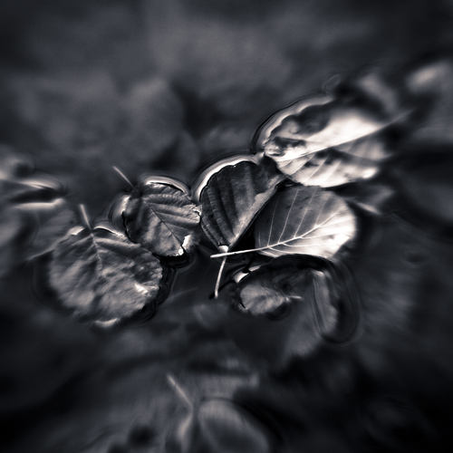 feuilles en suspension, Artwork by Bruno Aguila. Canon 5D avec soufflet macro et lentille schneider-kreuznach 70mm de camera super 8. detournement d'objectif, Ps, Lr