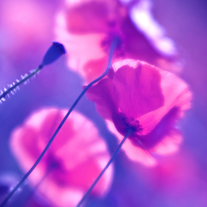 Canon 5D avec soufflet macro et lentille schneider-kreuznach 70mm de camera super 8. Ps, Lr. In Nature, Vegetal, Flower, plant. Puppies Study #1, photography by Bruno Aguila. Image #389348