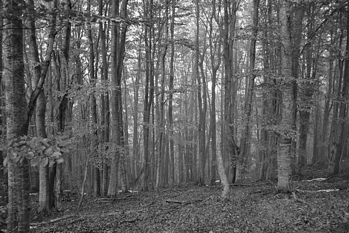 Foggy woods, Artwork by Janko Stefanov. Location: Central Balkan National Park, Pavel Banya Municipality, Stara Zagora Province, Bulgaria.
Info: Taken while hiking through the forests on Tanas Tepe ("tepe" means "a hill" in Turkish) within the Sokolna Reserve.. Nikon D3100, 18-55mm AF-S DX VR Nikkor lens. B&W