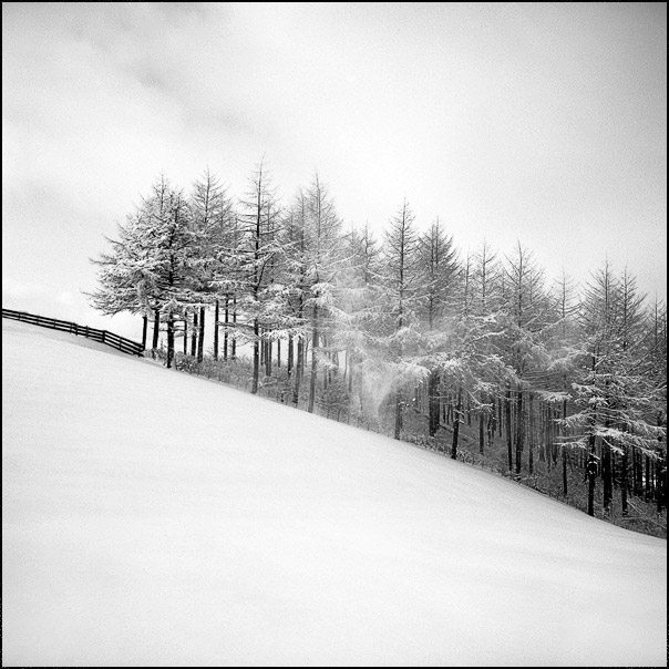South korea , December 20 , 2008. Rolleiflex fw / kodak 100tmx. Toned gelatin silver print. In Nature, Scenery. snowland 001, photography by Yein. Image #170042