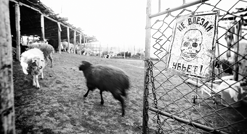 Crazy Sheep, photography by Viktor Piktor. translation from russian(right corner):"do not enter.....you will die"
this is the most funny part of this black sheep )). In People, Everyday, Countryside