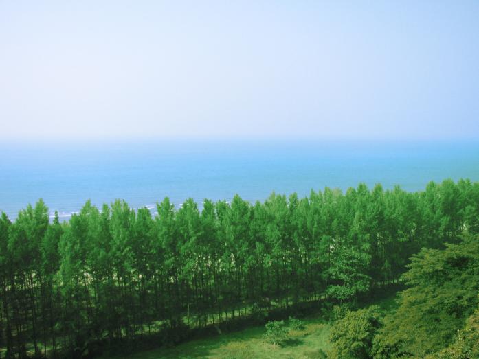 Green & Blue, photography by Nafiul Hoque Parvez. In Nature, Vegetal, Tree, forest