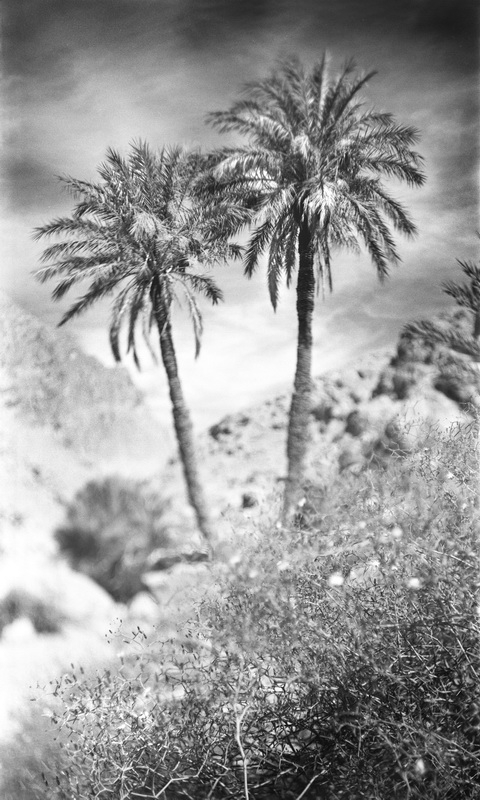 Maroc Todra, photography by Emmanuel Moal. Chambre Homemade. Argentique film 120. In Nature, Vegetal, Tree, forest