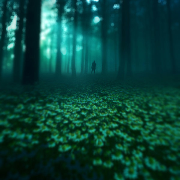 nikon d80 - nikkor 18-135mm. In Nature, Vegetal, Tree, forest. M Y T H, photography by Tayfun Eker. Image #195912