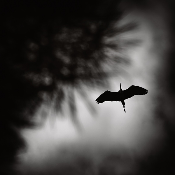 The Flight, photography by Kostas Pavlis. In Nature, Animal, Bird