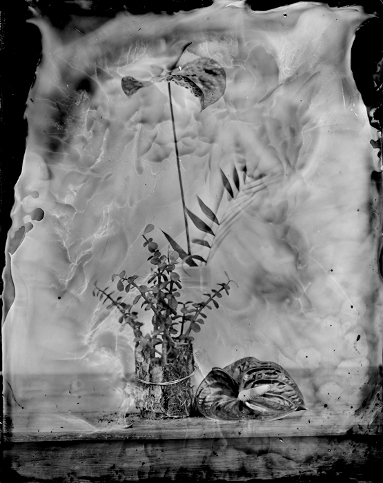 Le Bouquet, photography by Jean-baptiste Senegas. Cambo sc 4X5. ambrotype. In Nature, Vegetal, Flower, plant