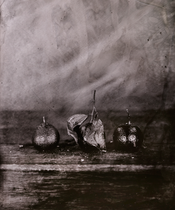 Cambo sc 4X5. In Nature, Vegetal, Fruit, vegetable. Les Oranges, photography by Jean-baptiste Senegas. Image #257429