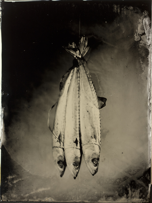 chambre 30x40. wet plate collodion, ambrotype. In Object, Still life. Les Maquereaux, photography by Jean-baptiste Senegas. Image #332941