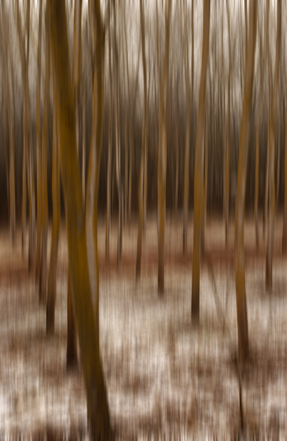 Trees!!, photography by Paolo Cola. n. In Nature, Vegetal, Tree, forest