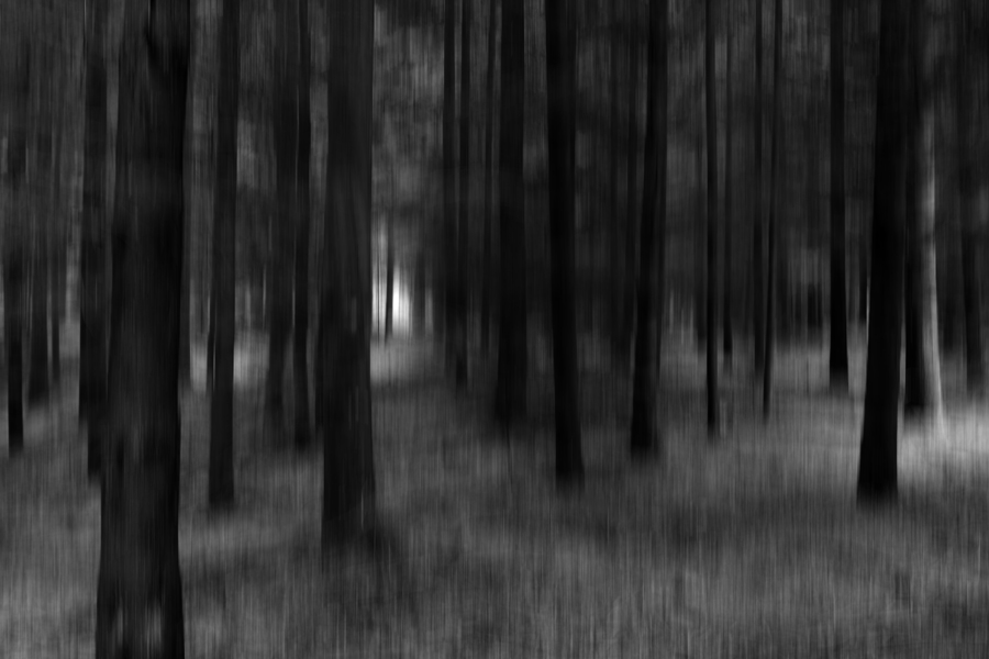 Deep Forest, photography by Niels Christian Wulff. Canon 40D + EF 24-105mm. L IS USM. In Nature, Vegetal, Tree, forest