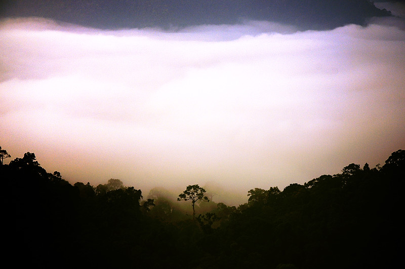 Impede, photography by Nut Phanlunkkarn. In Nature, Vegetal, Tree, forest