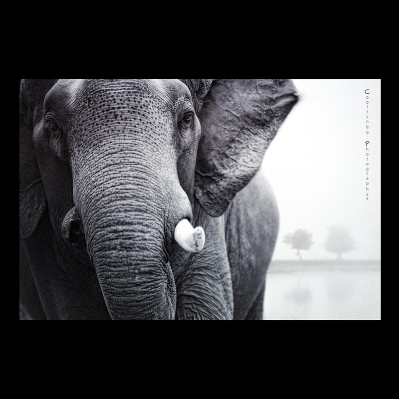 Elephant Portrait, photography by Ukrit Oonhateparuk (cooltango). In Nature, Animal, Wild