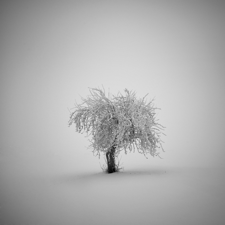 silent light, photography by Chris Mirror. In Nature, Vegetal, Tree, forest