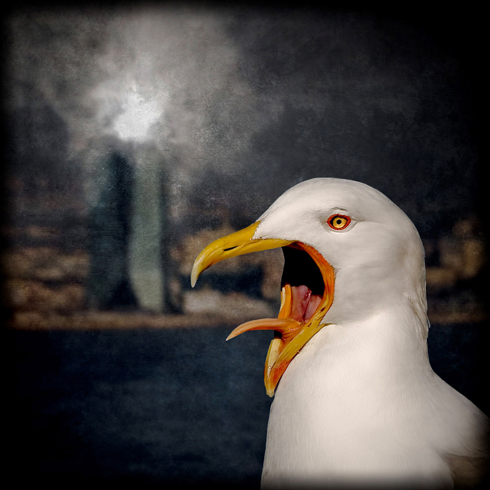 Fire Alarm, photography by Philippe Gentet. In Nature, Animal, Bird