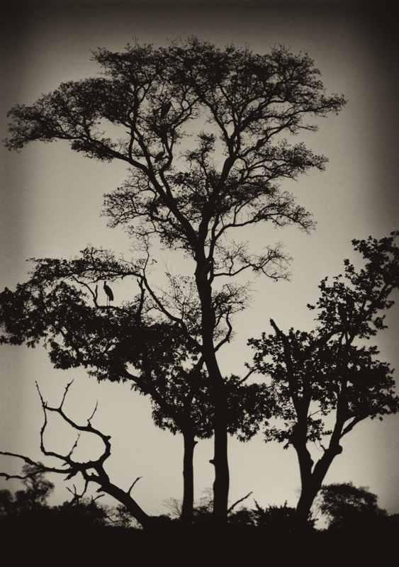 Birds In A Tree, photography by Amarildo Correa. Nikon F100. In Nature, Animal, Bird