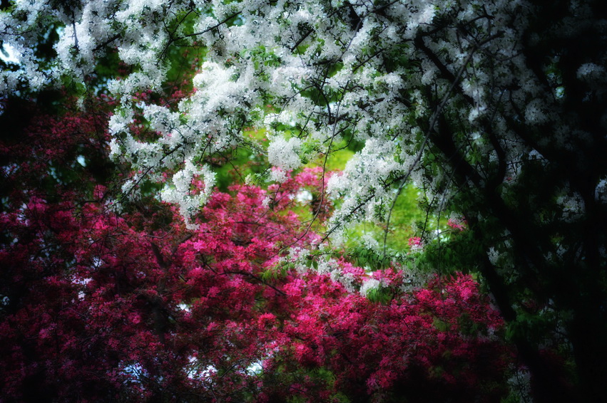 Untitled, photography by Robertas Dveržeckas. In Nature, Vegetal