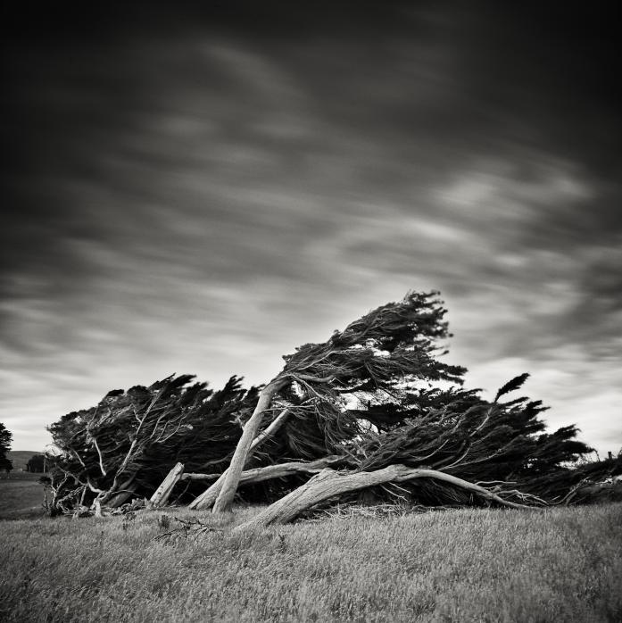 Trees : Near Dunedin #2, photography by Olivier Borson. In Nature, Scenery, Waterscape