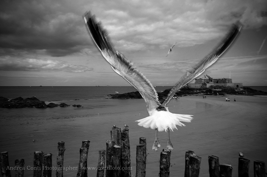 Wings, photography by Andrea Conti. Fujifilm S3Pro, Nikon 12-24 f/4G AFS, Nikon SB800 flash. Shoot at the right moment, exposure for the background, fill-flash with shutter time so that some wing movement was registered.. In Nature, Animal, Bird
